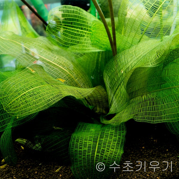 2+1 레이스플랜츠 1뿌리 2cm 내외 음성수초