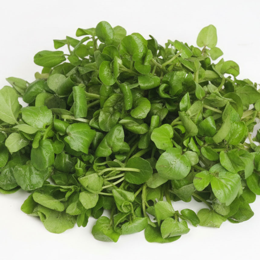 [농가직송]국내산 크레숑 <b>물냉이</b> 300g 크래숑 워터크레스 허브채소 쌈채소 샐러드채소 워터그래스