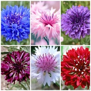 수레국화 큰키 겹꽃 6색 씨앗 대포장