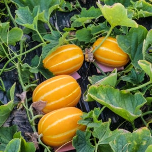 성주참외 고당도 산지직송 제철과일 가정용혼합, 10kg, 1개