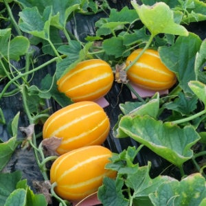 성주참외 고당도 산지직송 제철과일 못난이참외 (혼합), 10kg, 1개