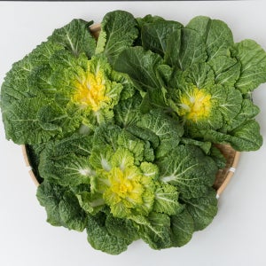 봄동 알배추 배추 무침 겉절이 알배기 10kg