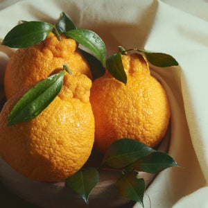 제주 한라봉 모음 1kg 2kg 3kg 5kg 당도좋은 감귤