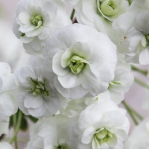 [충북농원] 장미조팝-조팝나무 묘목 - 포트묘