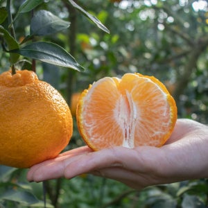 한라봉(제주산)