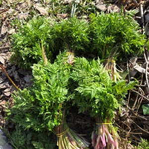 울릉도 자연산 전호나물 (생채) 1KG