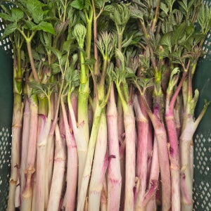 함평 국내산 겨울 눈꽃 땅두릅 독활 봄나물 산나물 제철 1kg, 1개