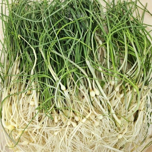 갑을상회 대용량 청도 세척 달래 노지 달래 제철 봄나물 국내산 2kg