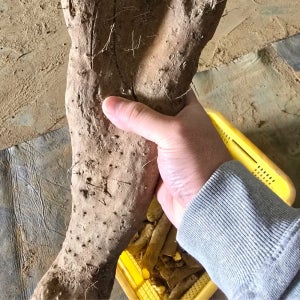 직접농사지은 참마 생마 장마 금오농산 산지직송 10kg