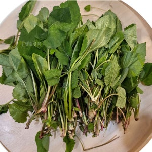 대용량 하우스 취나물 생취나물 하동 지리산 제철 봄나물 산나물 국내산 2kg