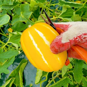 산지직송 성주 참외 가정용 못난이 꿀참외 랜덤과 10kg, 1개