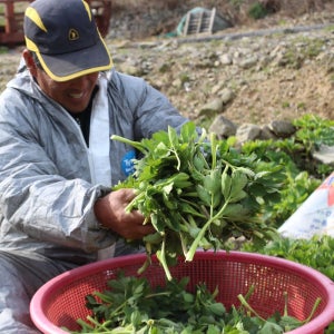 26년 해풍맞은 방풍나물 여수 금오도 노지 재배 2kg, 1개