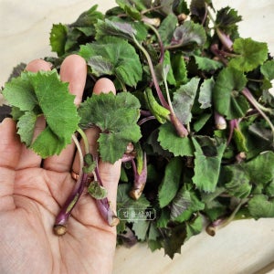 머위순 노지 머위 하동 광양 봄나물 산나물 머구 제철 국내산 200g, 500g, 1kg