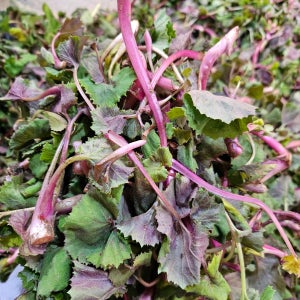 대용량 머위순 노지 머위 하동 광양 봄나물 산나물 머구 제철 국내산 2kg