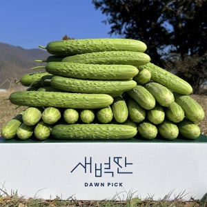 오이 백다다기 백오이 특품 10kg, 50개