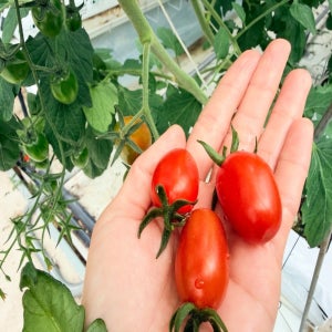 델깜뽀 대추 방울토마토 5kg