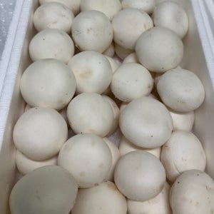 산지직송 신선한 부여 양송이버섯 특품 못난이 1kg 2kg