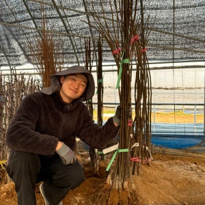 모과나무 모과나무묘목