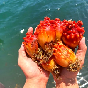 통영 산지 직송 싱싱한 활 멍게 3kg 가득