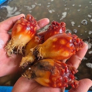 국내산 활 멍게3kg