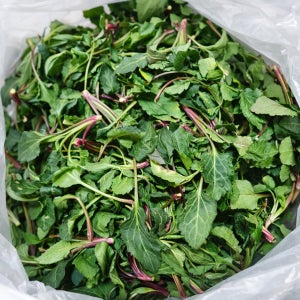 국내산 싱싱한 노지 취나물 봄나물 제철 나물 500g, 1kg