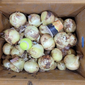 국내산 양파 햇양파 무안양파 장아찌용 조생 단단한 저장 만생 3kg 5kg 10kg