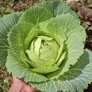 임프레시 국내산 여수 노지 봄동 배추 겉절이용