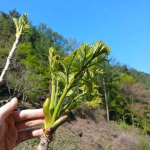 [예약판매] 강원도 참두릅 야생재배 특품 두릅 1kg 자연산