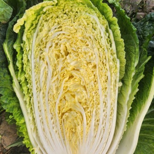 국내산 속이 꽉찬 신선한 알배추 쌈배추 400g, 6개