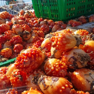 평화호 생물 멍게 10마리전후1kg 손질 멍게 500g