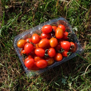 [유수담] 스테비아 토마토 대추 방울토마토 산지직송 1kg 2kg