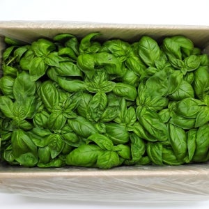 채소플러스 바질 1kg, 1개