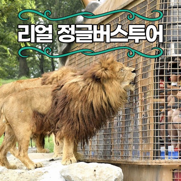 [후쿠오카 사파리 정글버스투어] 후쿠오카 벳푸 아프리칸사파리 유후인 일본여행(입장료포함)
