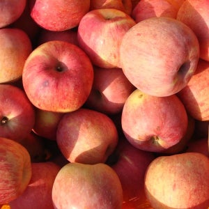 부사 사과 경북 미색 가정용 못난이 흠집사과 8kg 9kg 10kg