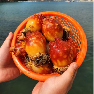 꼬뭉이네 국내산 제철 통영 앵치멍게 활멍게 2kg+1kg 총 3kg 통멍게 한입멍게 (36미내외)