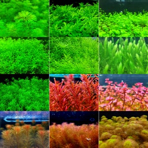 초보 수초 키우기 물풀저려미 풀세트(59줄기) 어항수초 키우기 포트 새우 구피 붉은 음성