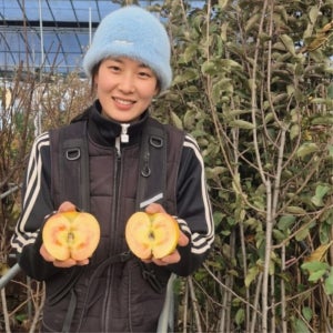 속빨간후지부사 문루즈 사과나무묘목 M26이중접목중묘 속빨간사과