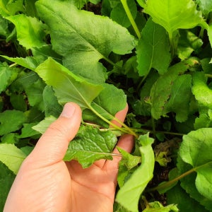 산지직송 국내산 취나물 제철 봄나물 당일수확 4kg, 1개