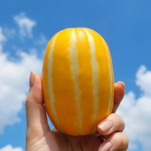 고당도 꿀 성주 참외 가정용 못난이 참외 선물용 산지직송