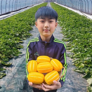 성주참외 용암 고당도 꿀참외 못난이 가정용 꼬마 한박스 알뜰혼합, 10kg, 1개