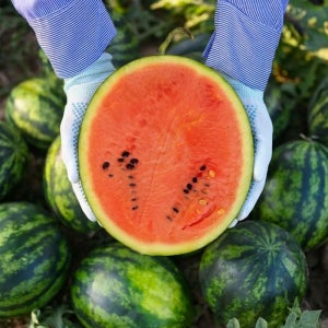 프리미엄 산지직송 고당도 하우스 꿀 수박 6kg, 1개