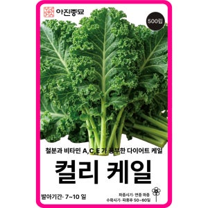 컬리케일 씨앗 500립 / 곱슬 케일 웨스트랜드 유럽 상추 종자 쌈 채소씨앗 키우기 희귀