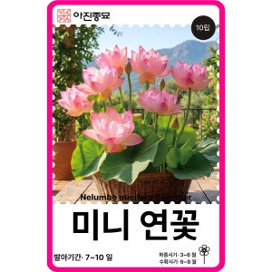미니연꽃 씨앗 10립 / 수련 백련 홍련 식물 연씨앗 다년생 봄 여름 가을 화분 키우기