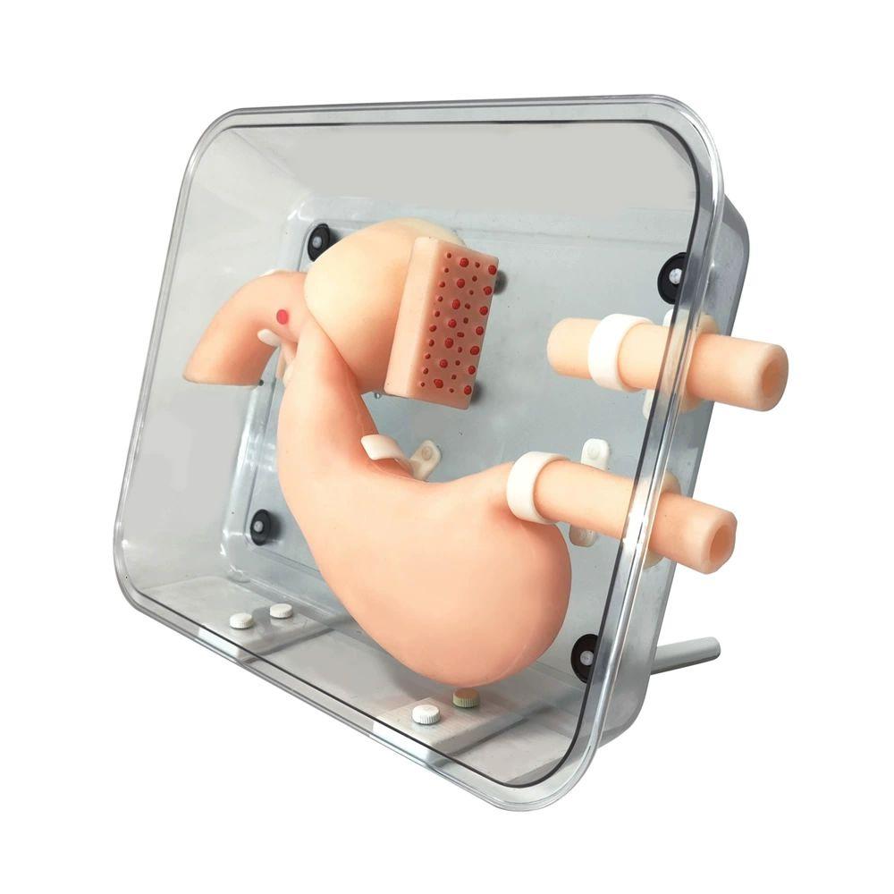 실습 모형 <b>위내시경</b> 의대생 수술 훈련 외과 십이지장 연습용 키트