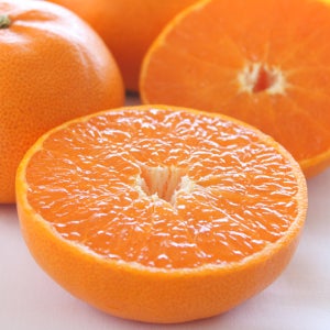 제주 하우스 천혜향 3kg 5kg 10kg