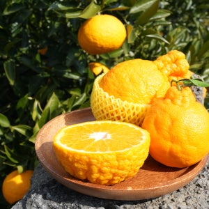 한라봉 제주서귀포 삼부자농원 현지직송 특대과, 10kg, 1개