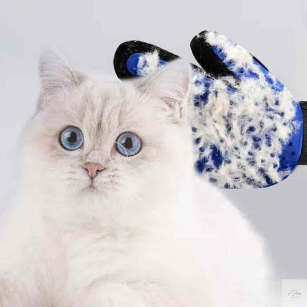 펫 그루밍 샵 예약