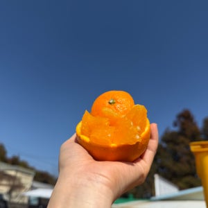 제주 청견 새콤달콤 프리미엄 오렌지 로얄과 10kg 5kg 맛없으면 그냥반품