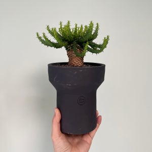 공작환 유포르비아 아프리카 식물 다육이 - 블랙 절구토분