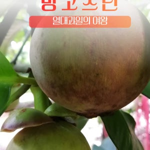 열대과일의 퀸 프리미엄 생 망고스틴(태국산) 1kg, 5개